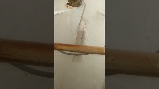 Копчение сала в электростатической коптильне смотреть онлайн