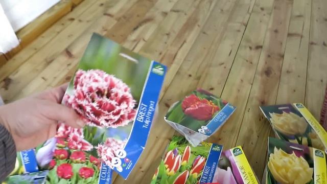 Моя БОЛЬШАЯ закупка тюльпанов и посадка с мазью Вишневского смотреть онлайн