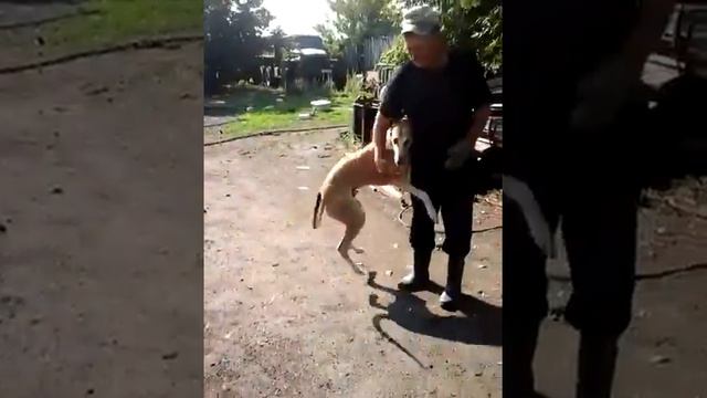 Грейхаунды смотреть онлайн