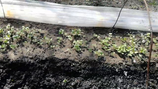 Огурчики поливаю холодной водой!!! смотреть онлайн
