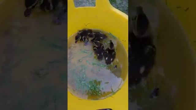 Утята купаются. смотреть онлайн