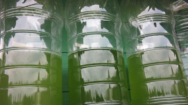Выращивание водорослей на свежем воздухе смотреть онлайн