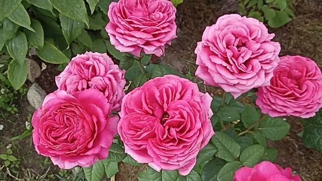 Роза Кейт . Rosa Kate . Срезочный сорт английской селекции Дэвида Остина . David Austin .