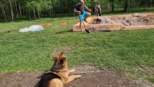 Начало гаражу положено. Опалубка из пеноплэкса. Поведение павлинов удивляет. смотреть онлайн