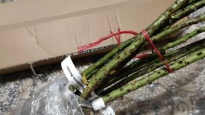 РОЗЫ из ПИТОМНИКА ВДОХНОВЕНИЕ.  Обзор посылки с саженцами  #розы #питомникроз #вдохновение #саженцы