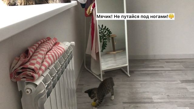 Прикол! Котенок охотится за хвостом большого кота!!!