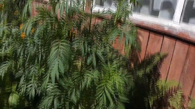 Могут ли бархатцы вырасти выше хозяйки?/ Могут/ Бархатцы-великаны у меня в саду смотреть онлайн