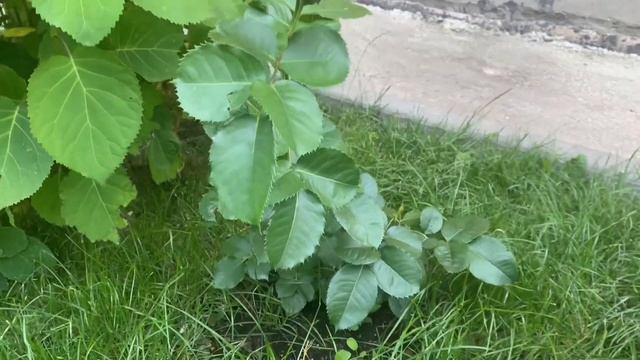 #33 Ароматные розы???в моём саду. Часть 2. Гарден Принцесс Мари-Жозе,Мерхенцзаубер,Менерва и др смотреть онлайн