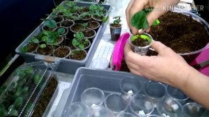 Пикировка (первая пересадка) сеянцев цикламенов.