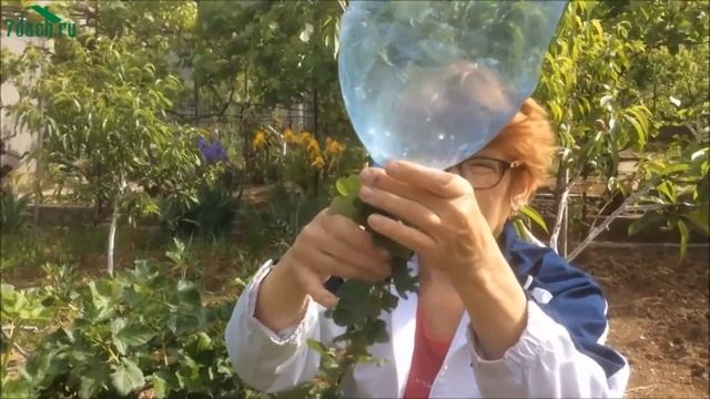 Размножение смородины. Как укоренить воздушный отводок.- 7dach смотреть онлайн