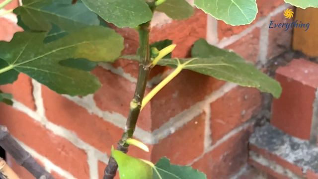 Have you got a fig tree ? Unripe figs ? Secret - Nature's tip to ripen figs - Watch out.. смотреть онлайн