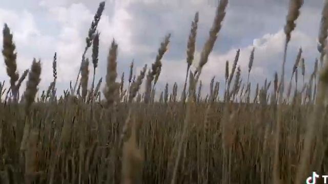 Поле пшеничная ? смотреть онлайн
