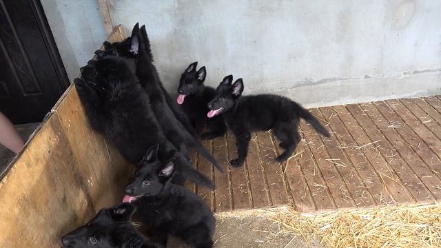 Мои любимые! ЩЕНКИ чёрной НЕМЕЦКОЙ ОВЧАРКИ. Обожаю этот окрас!