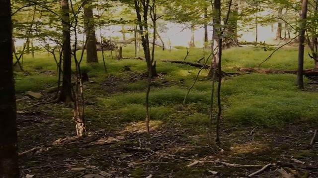 300 ножевых и камень в голову. Дело Кристы Гейл Пайк / Crimecast // Тру Крайм Истории