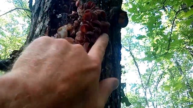 Jelly Fungus - Tree Ear - Auricularia auricula @ 7 - On a Tree - смотреть онлайн