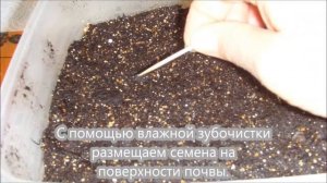 Сельдерей листовой из семян. 1 день-посев.