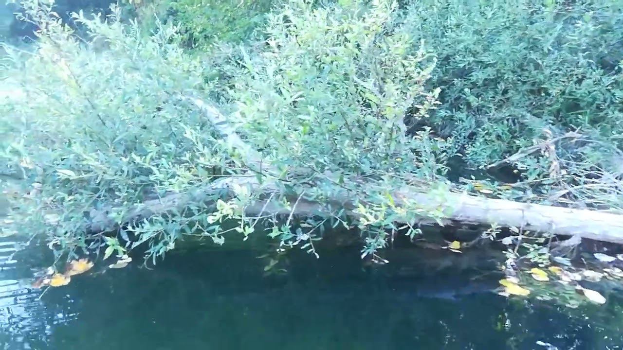 Река Пшада обмелела. Отдых на горной речке в Геленджике смотреть онлайн