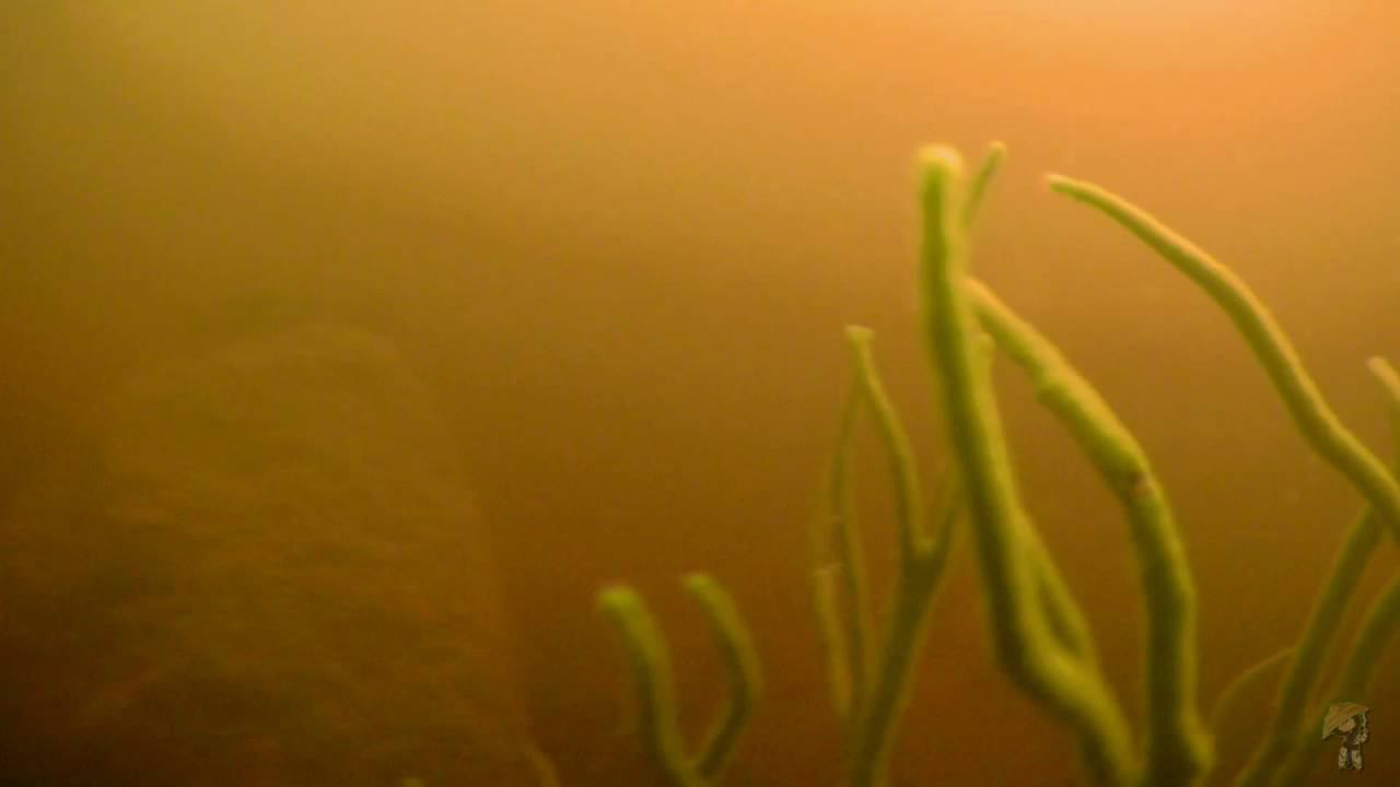 Underwater Float Cam смотреть онлайн