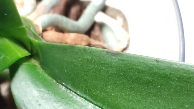 Применяю #фитоспорин для #орхидеи смотреть онлайн