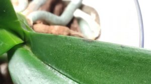 Применяю #фитоспорин для #орхидеи