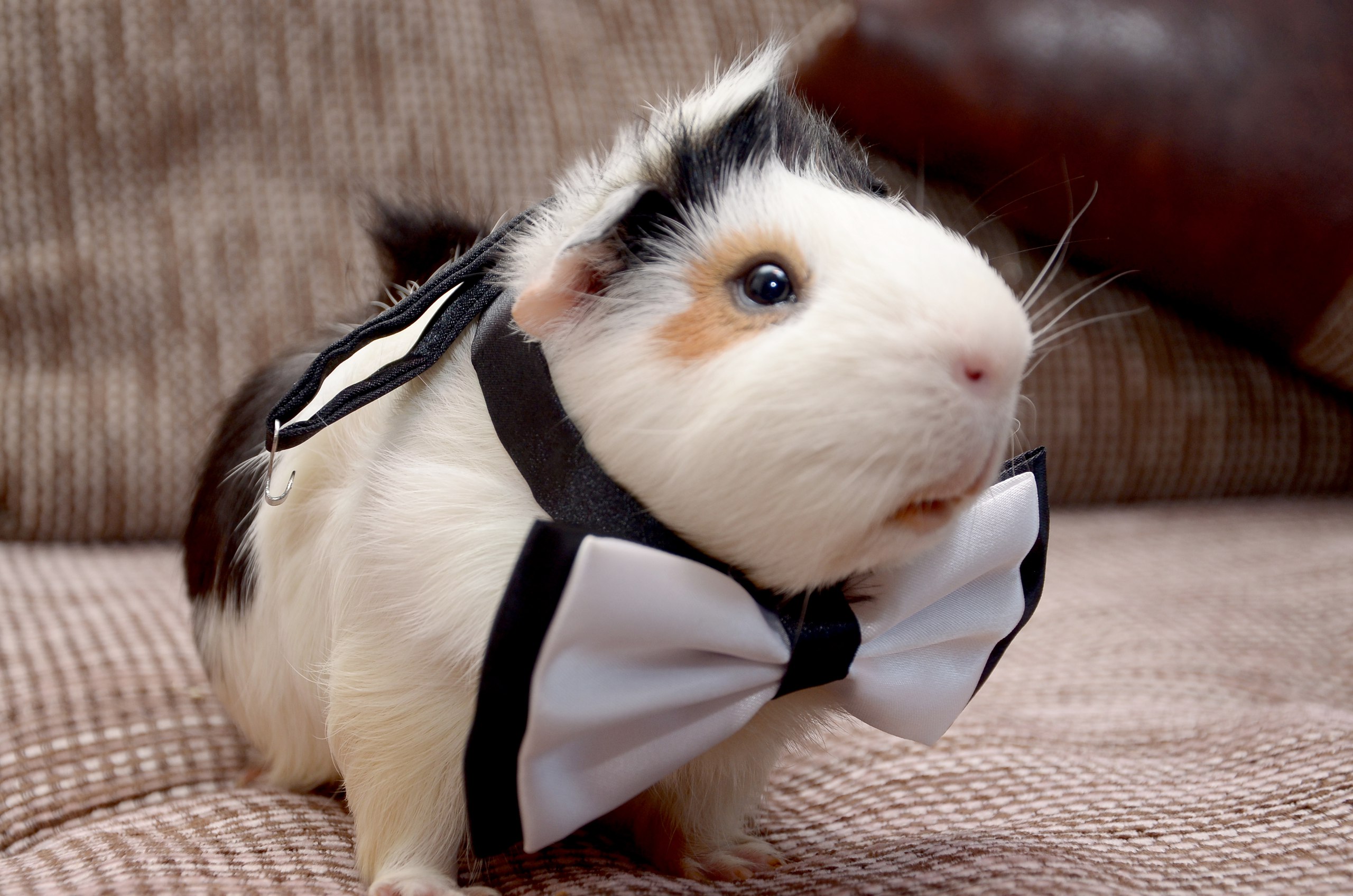 Звуки животных для детей / Морская свинка |Звуки морских свинок смотреть онлайн