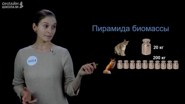 Экологические пирамиды. Видеоурок 24. Биология 11 класс смотреть онлайн