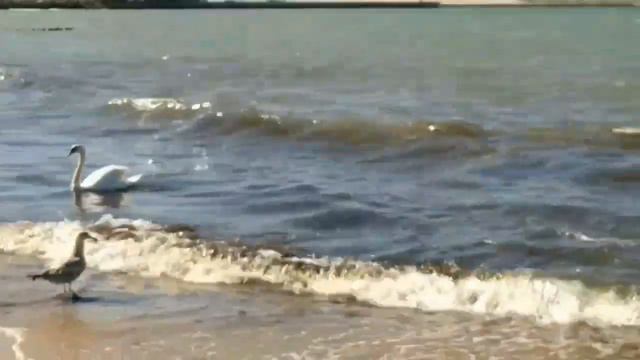 №111 Балтийское море г. Пионерский 1 июня 2020 г. смотреть онлайн