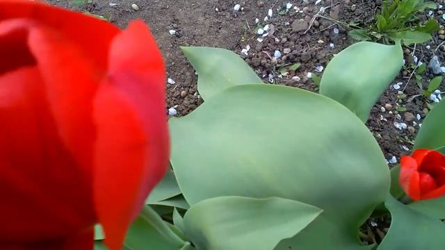 25 апреля 2019 г. КРАСНЫЕ ТЮЛЬПАНЫ 🌷🌷🌷 смотреть онлайн