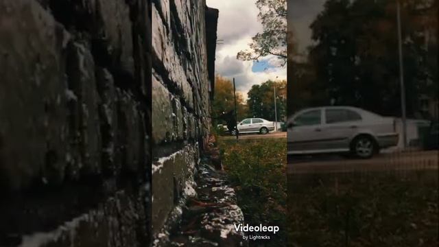 Австралийский келпи трюки (Australian kelpie) dog tricks смотреть онлайн