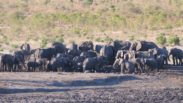 4K Wildlife/4K TV: Namibia Wildlife In 4K -  Relaxing Music And Nature Sounds 4K TV