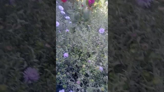 сентябринки распустились + мои георгины. #цветывсаду #цветы #георгины #осень смотреть онлайн