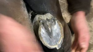 Обычная расчистка копыта лошади