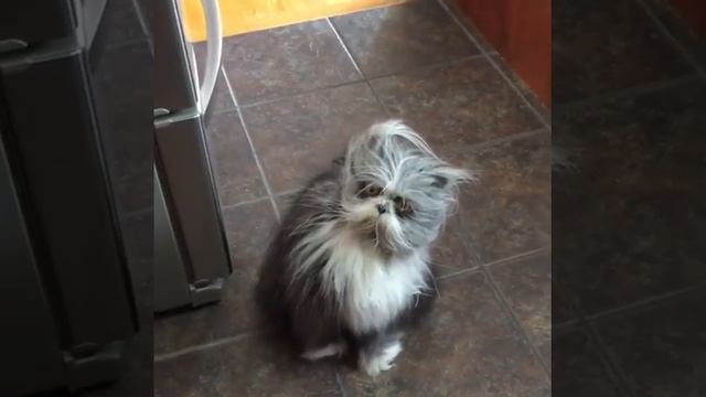 кот сатана... смотреть онлайн