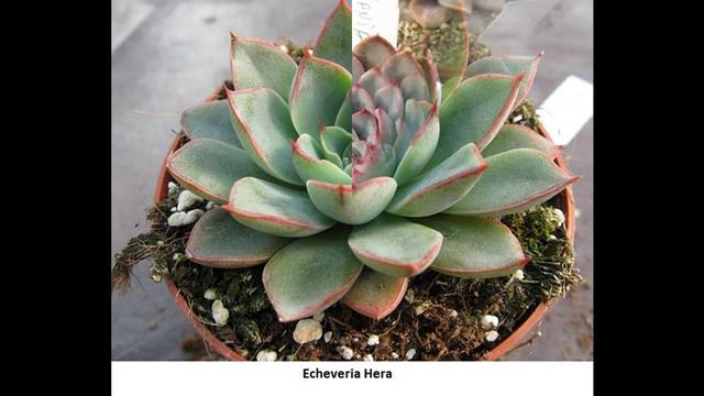 Echeverias @AioMarplantas смотреть онлайн