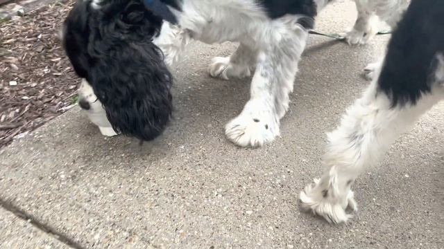 Серия 25. Рози и Кросби спрингер спаниели. Розалина рулит , Кросби не сдаётся .Собачий выходной ?? смотреть онлайн