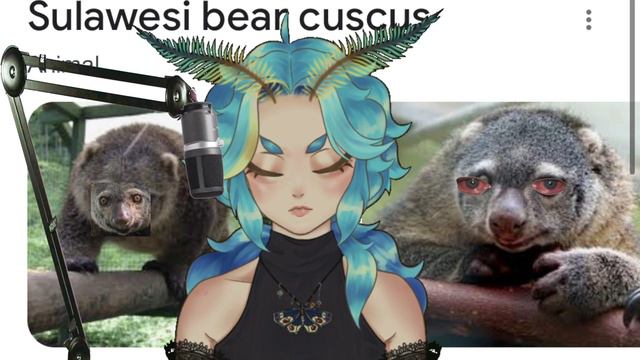 sulawesi bear | just chatting VOD смотреть онлайн