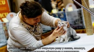 Чем обработать рану коту: открытую, гнойную