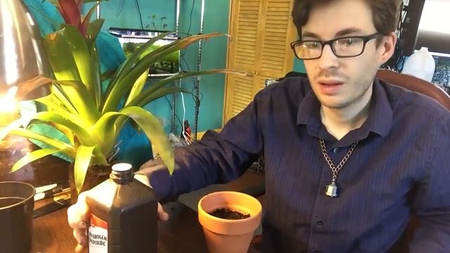 How To: Bromeliad Pup Propogation смотреть онлайн