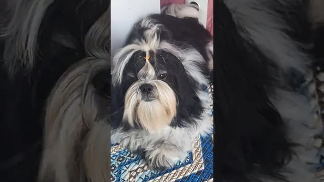 Продается Черно-белый подрощенный мальчик Шитцу 2 смотреть онлайн