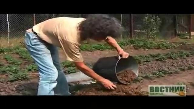 Видео о том, как укрыть розы на зиму смотреть онлайн