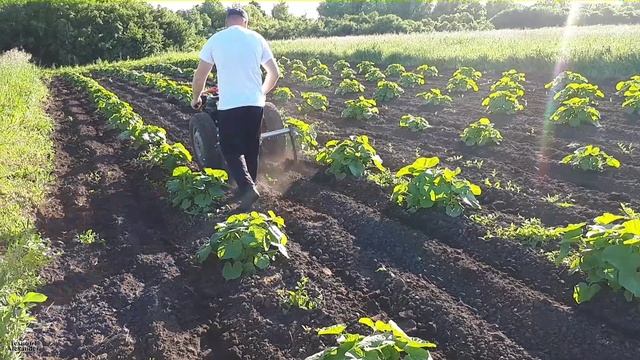 Культиватор для мотоблока своими руками. Культивирую тыкву! смотреть онлайн