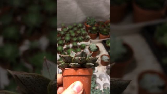 Эхеверия пурпузорум (на видео оговорился и сказал пулидонис) смотреть онлайн