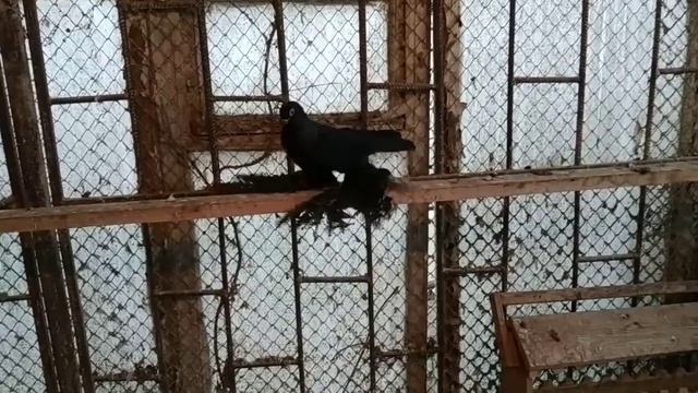 Коллекция! Голуби Северокавказские Персы! В гостях у Николая Георгиевича Исаенко! ? +79097651548 смотреть онлайн