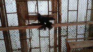 Коллекция! Голуби Северокавказские Персы! В гостях у Николая Георгиевича Исаенко! ? +79097651548