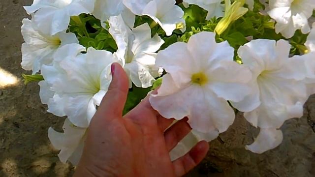 Как добиться пышного цветения петуний в контейнерах смотреть онлайн