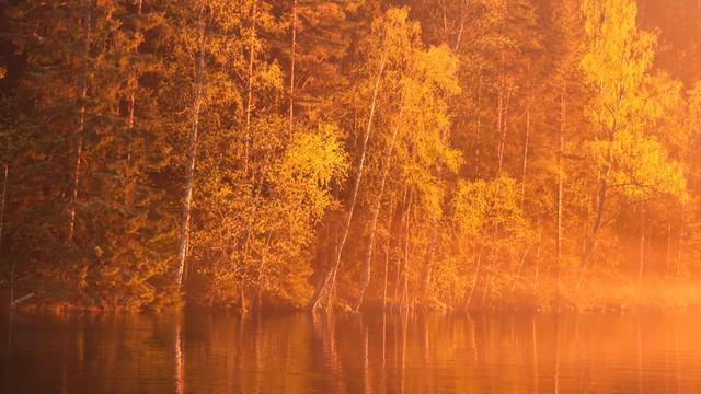 ОШО О людях и крысах смотреть онлайн