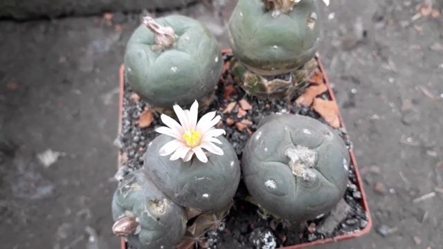 Lophophora alberto-vojtechii VM758. Лофофора цветёт, пчела гудит смотреть онлайн
