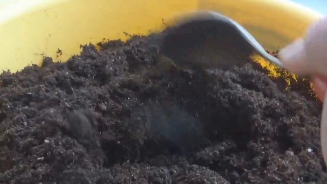 ФЛОКС ДРУММОНДИ---тонкости выращивания//посев смотреть онлайн