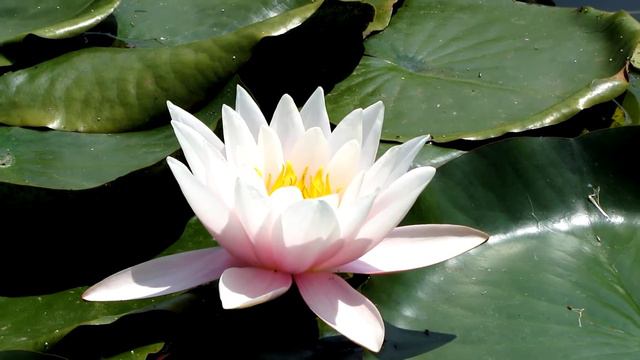 Лотосы Бештау