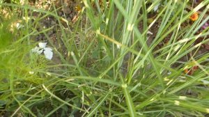 Мискантусы Зебрина-виды.